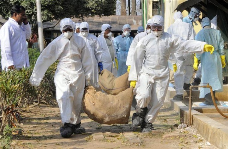 Health workers carry culled poultry for disposal at Gandhigram village
