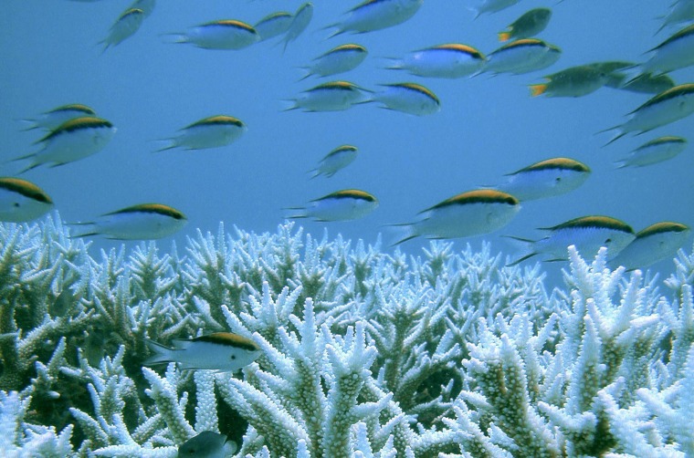 File handout photo of corals at the Great Barrier Reef