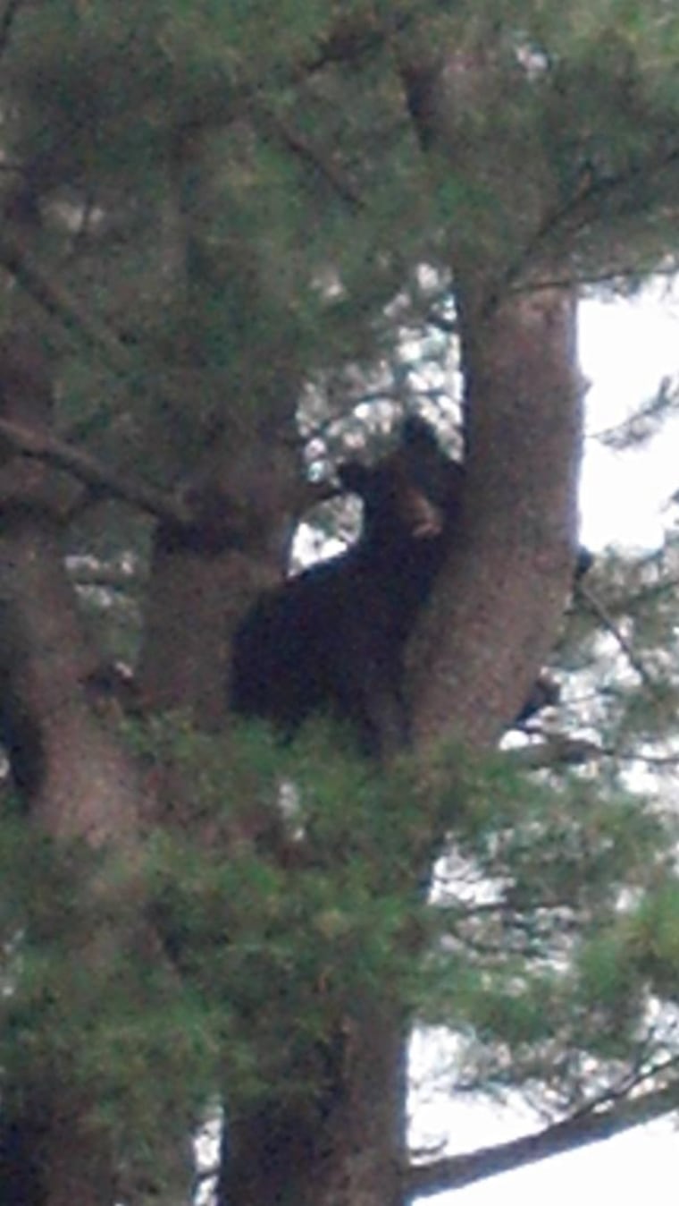 Handout photo of a black bear is seen in a tree in Brookline
