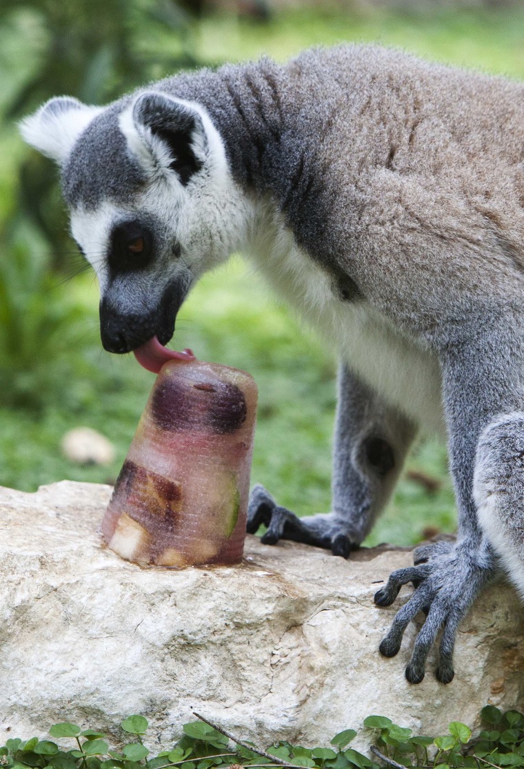 A ring-tailed lemur enjoys a treat on a summer's day at Ramat Gan Safari near Tel Aviv
