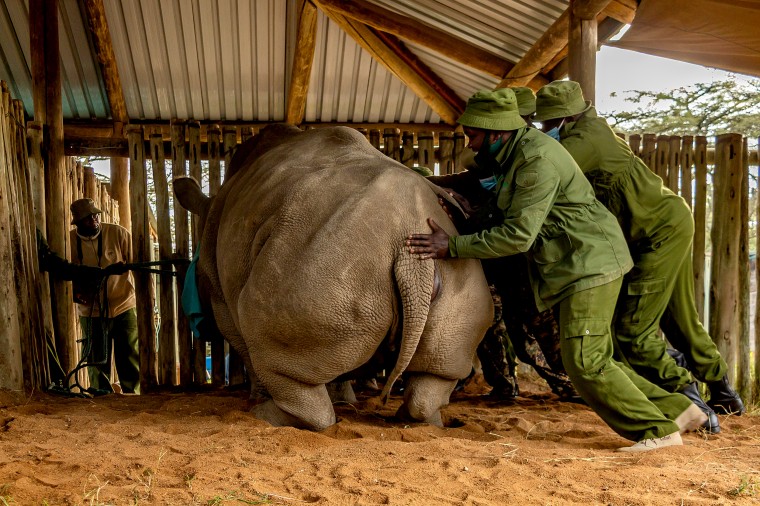 Scientists harvest eggs from nearextinct northern white rhino