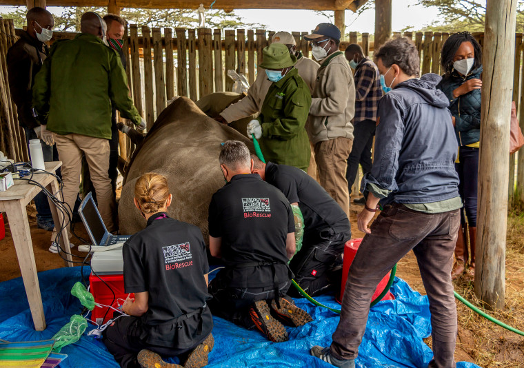 Image: Scientists hope to revive near-extinct northern white rhino in Kenya