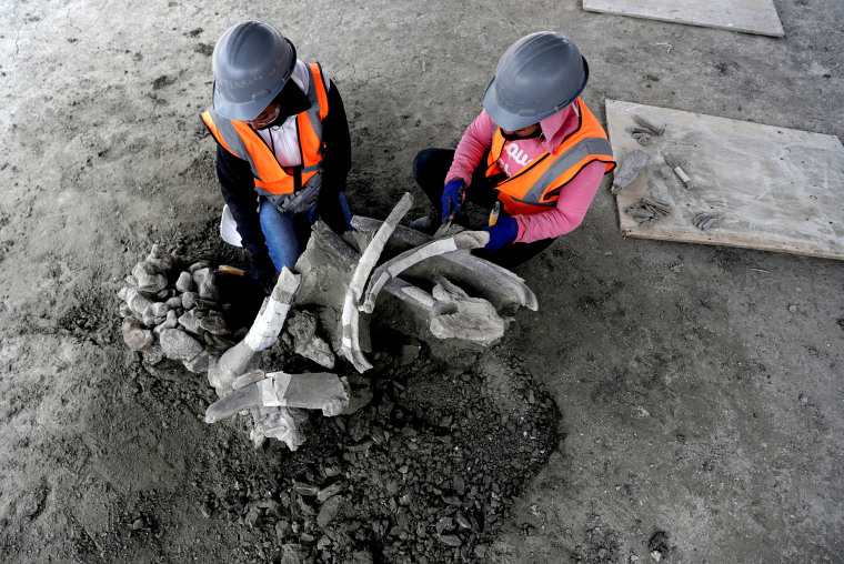 Image: Workers of Mexico's National Institute of Anthropology and History (INAH) work at a site where more than 100 mammoth skeletons have been identified, along with a mix of other ice age mammals, in Zumpango
