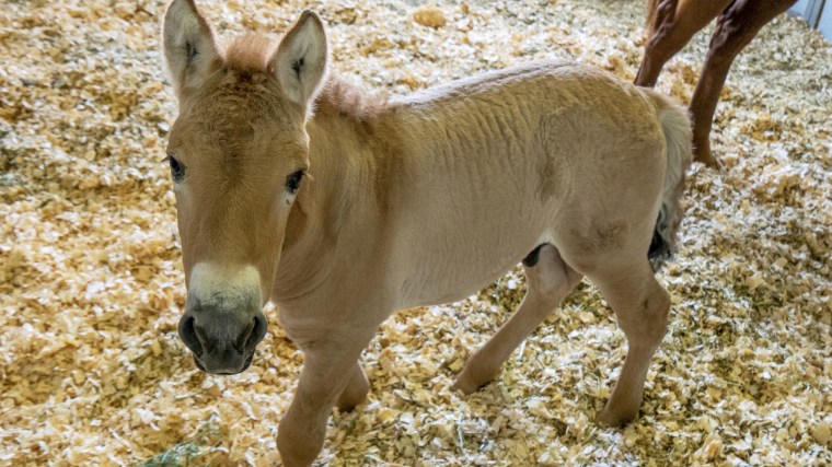 Kurt, a cloned horse, on Sept. 1, 2020, at his pen at the San Diego Zoo.