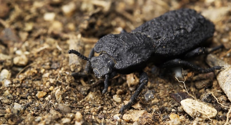 A diabolical ironclad beetle can withstand being crushed by forces almost 40,000 times its body weight and are native to desert habitats in Southern California.