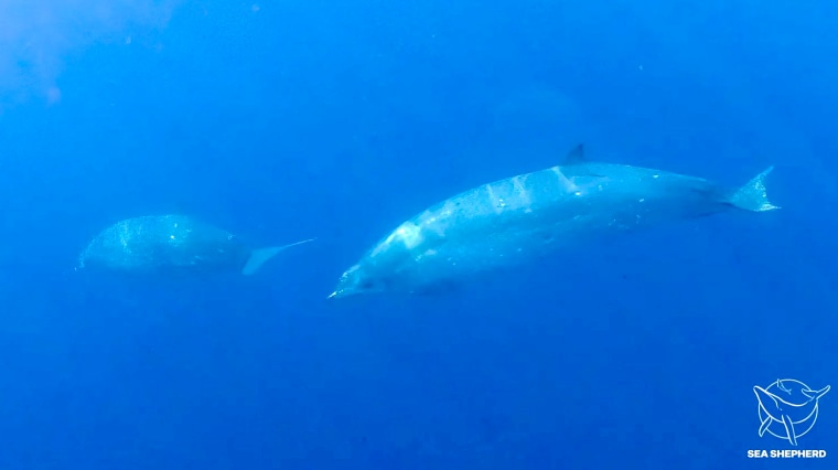 Image: Researchers believe they have found a previously unknown species of beaked whale in waters off Mexico's western coast