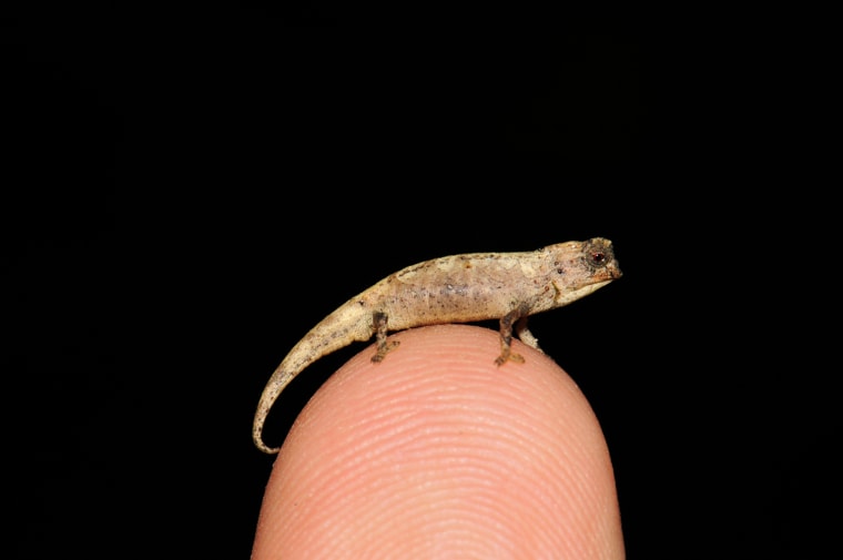 With a body length of 13.5 mm, this nano-chameleon (Brookesia nana) is the smallest known male among the almost 11,500 known reptile species.
