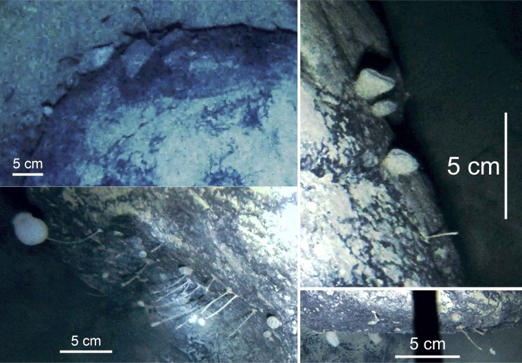 Sponges and potentially several previously unknown species  attached to a boulder on the sea floor