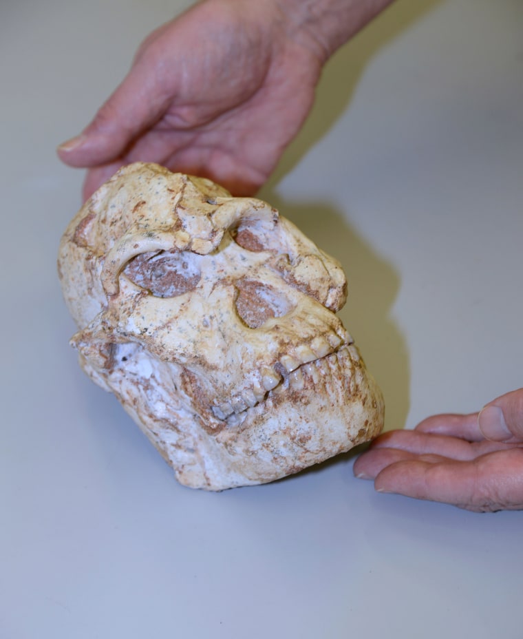 The fossil skull of Little Foot.
