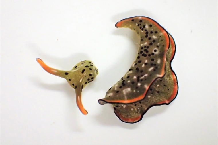 An Elysia cf. marginata sea slug after autotomy. According to a new study, scientists have discovered that some Japanese sea slugs can grow whole new bodies if their heads are cut off, taking regeneration to the most extreme levels ever seen.