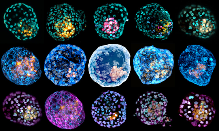 Different "iBlastoids" (embryo-like structures) stained to highlight different cell types.