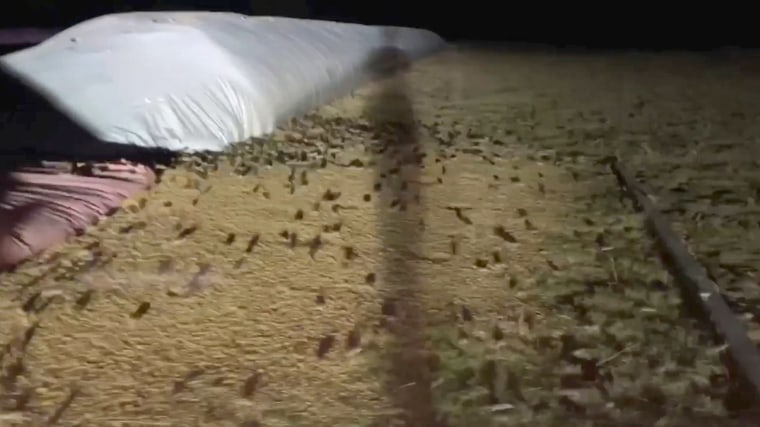 Image: Swarms of mice run around on a farm in Gilgandra, New South Wales, Australia