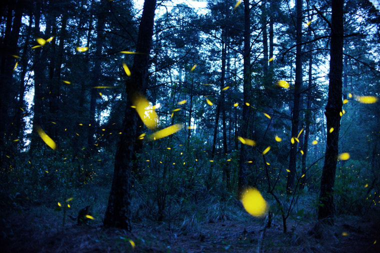 Image: Fireflies at Nanacamilpa