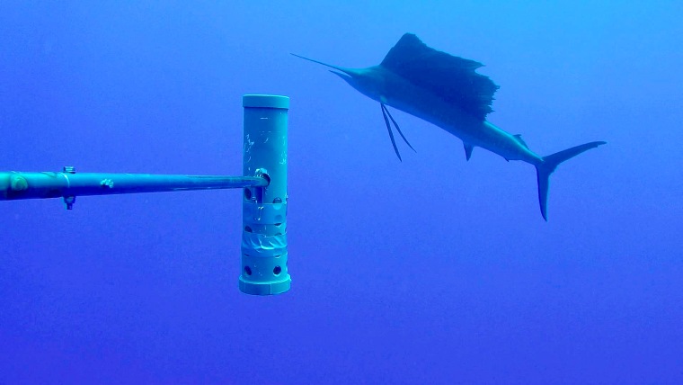 An Atlantic Sailfish on an expedition to Ascension Island.