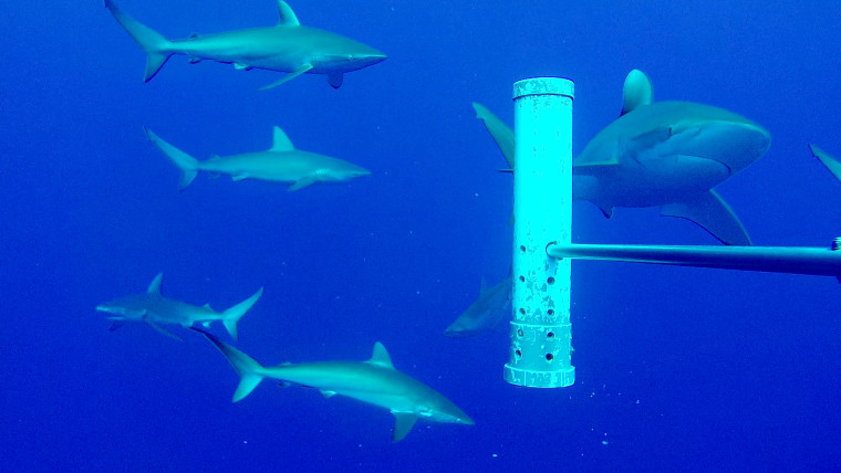 Silky sharks on an expedition to Ascension Island.