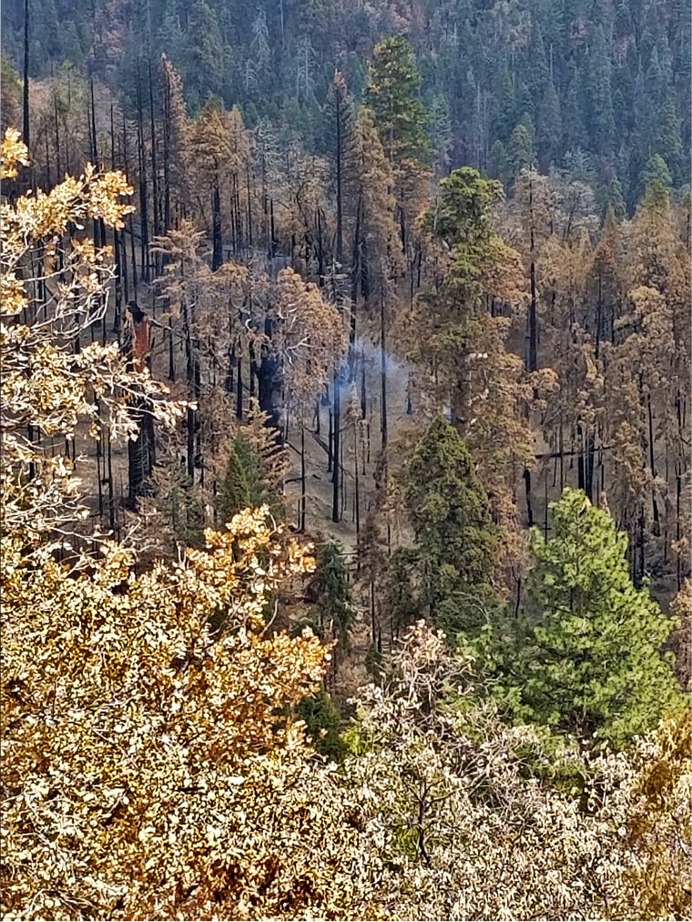 A single burning giant sequoia in Board Camp Grove from the 2020 Castle Fire in the southwestern area of Sequoia National Park.