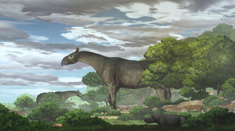 Image:  giant rhino Paraceratherium linxiaense