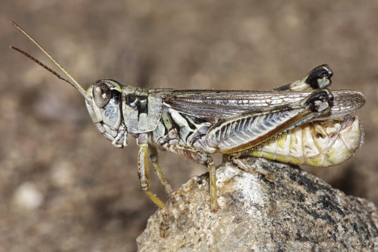 A male migratory grasshopper.