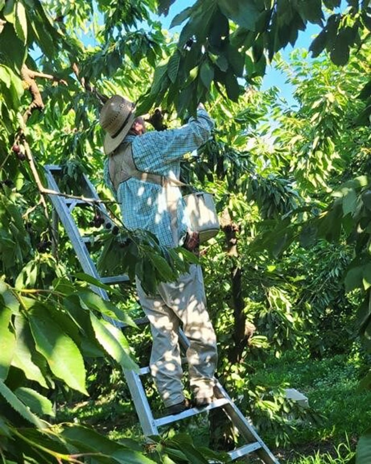 A farmworker picks cherries at a Washington state orchard during an intense heat wave.  