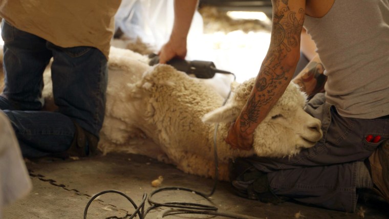 Toby holds an alpaca's head while Tom shears its "saddle."