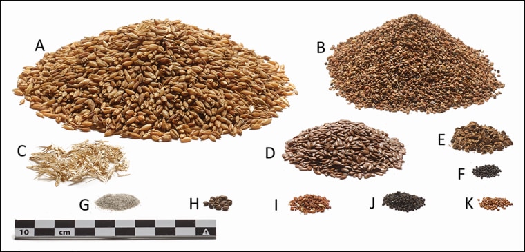 The ingredients of the Tollund Man’s last meal, in relative quantities: A) barley seeds, B) pale persicaria, C) barley fragments, D) flax, E) black-bindweed, F) "fat hen" seeds, G) sand, H) hemp-nettles, I) camelina, J) corn spurrey, K) field pansy. 