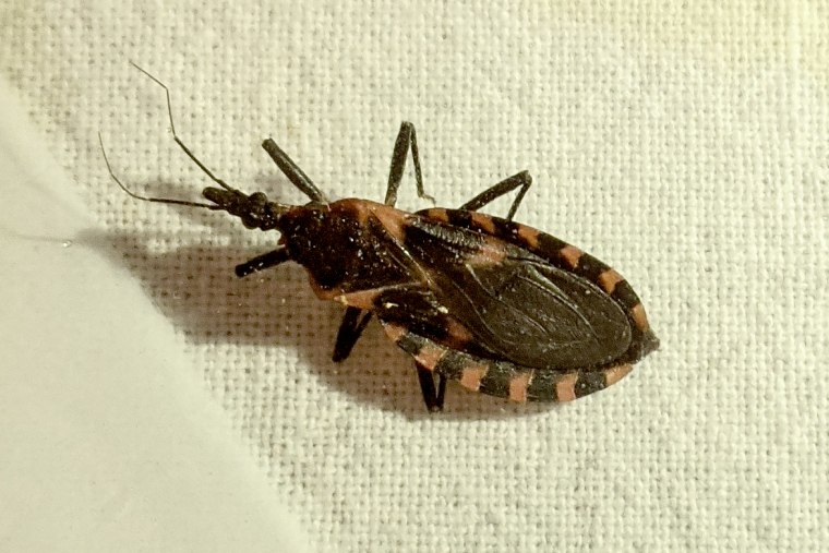 A kissing bug in Florida.