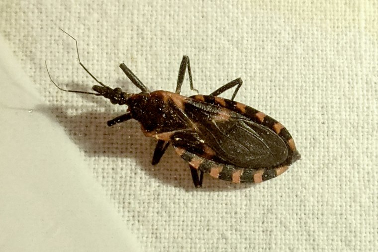 this-deadly-kissing-bug-has-been-mostly-ignored-it-shouldn-t-be