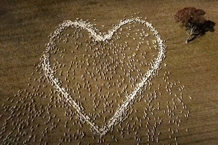 In this image taken from video, sheep form the shape of a heart in a field in Guyra, northern New South Wales, Australia, Thursday, Aug. 5, 2021. Ben Jackson, a sheep farmer stuck in lockdown, was unable to attend his aunt's funeral, has honored her memory with the ultimate tribute, sheep organized in the shape of a love heart.