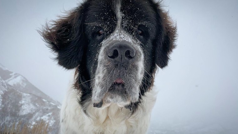 A large dog with a brown face and white snout looks directly at the camera in snowy conditions with a mountain behind her