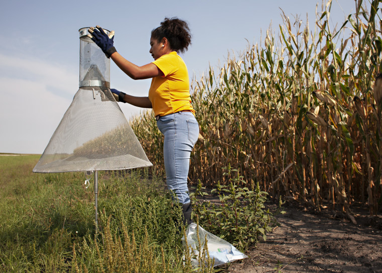 La Dra. Verónica Calles Torrez muestra cómo instalar una trampa para recolectar barrenadores de maíz europeos cerca de Casselton, Dakota del Norte.