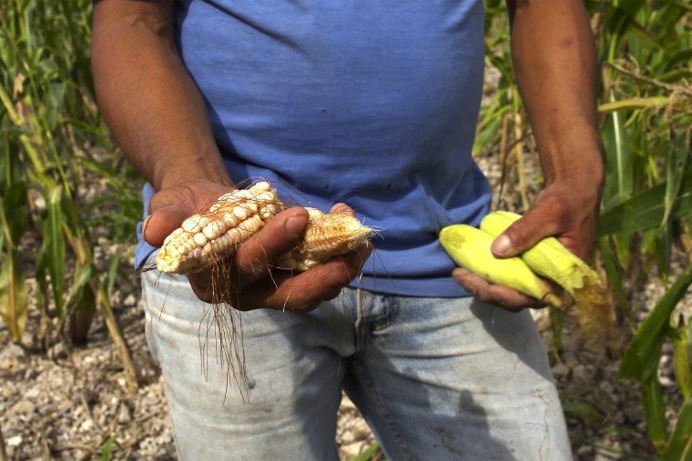 Jose Vasquez shows the undeveloped corn grown near his home.