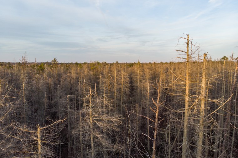 Climate change is causing whole forests to die, like this one in New Jersey. The Atlantic White Cedar is particularly vulnerable to changes in the environment like salt water intrusion from storm surges and sea level rise.