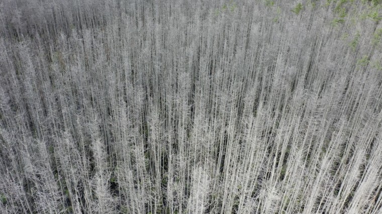 Stark white trees killed by climate change effects have been dubbed "ghost forests."