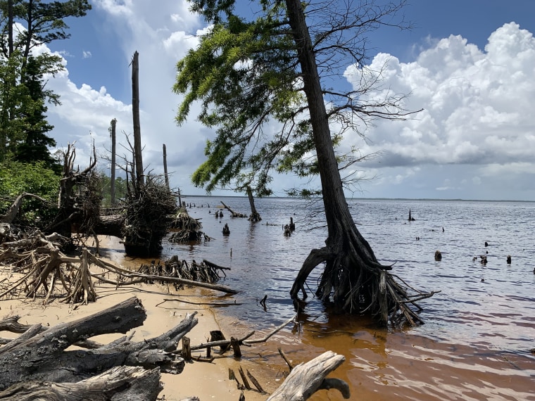 Forests are dying up and down the East Coast and along the Gulf Coast due to climate change. Researchers are studying trees like these at the Alligator River in North Carolina that are forming ghost forests.