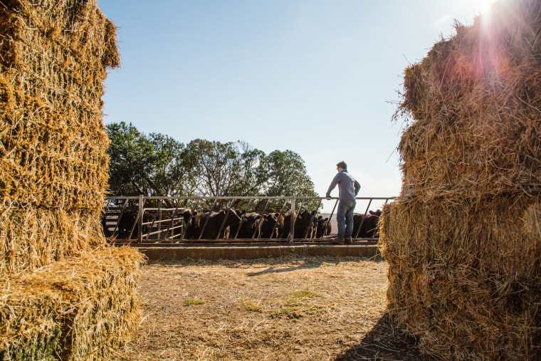 Ole Schell visits livestock on his family's ranch in Bolinas, Calif., on Sept. 12.