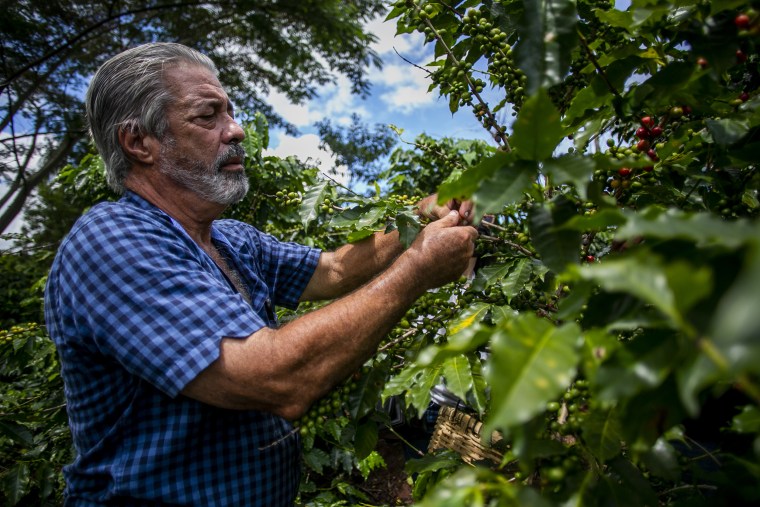 Pedro Pons, who has worked as a coffee grower on his family farm Hacienda Pons in the town of Lares for three decades.