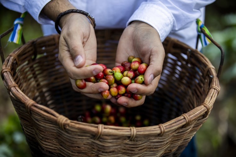 A volunteer holds the coffee beans he helped pick at a farm in Lares, Puerto Rico as part of an effort to ensure that first coffee harvest since Hurricane Maria destroyed almost all the crops on the island don't go to waste.