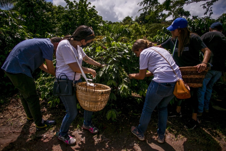Volunteers who helped Pedro Pons pick his first coffee harvest since the hurricane completely wiped his farm in 2017.