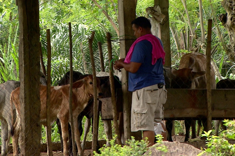 Cesar, 50, has been working in a stable for 5 years, the only job he has been able to get and where he earns $ 5 a day.