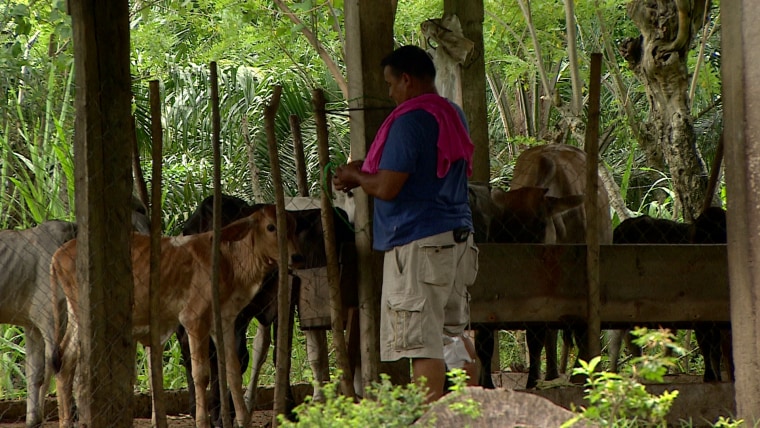 César cuidando animales en su aldea natal de Progreso, Honduras, en agosto de 2021.