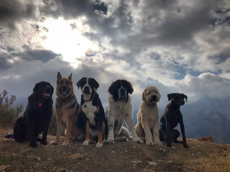 A group of dogs sit together on a ledge.