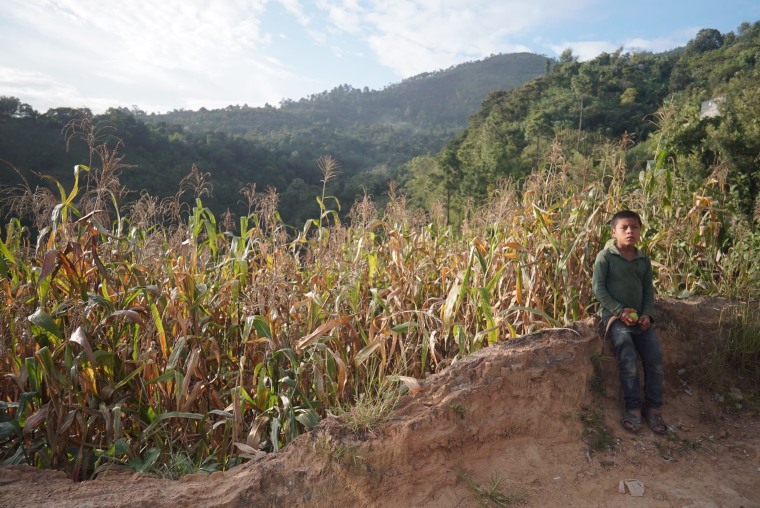 Los cultivos de maiz se han visto afectados por las largas sequías en Guatemala.