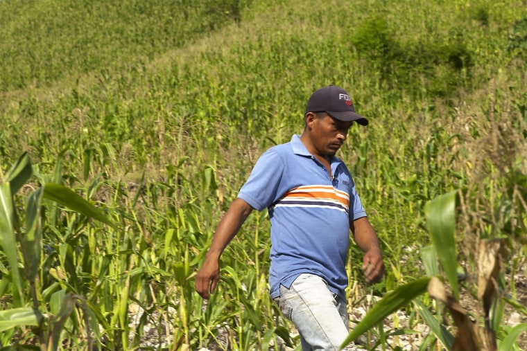 José Vásquez experimenta los efectos de la sequía en sus cultivos en Chiquimula, Guatemala.