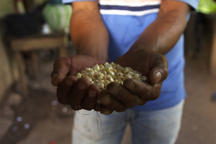 José Vásquez muestra el maiz reseco de sus cultivos en Chiquimula, Guatemala.