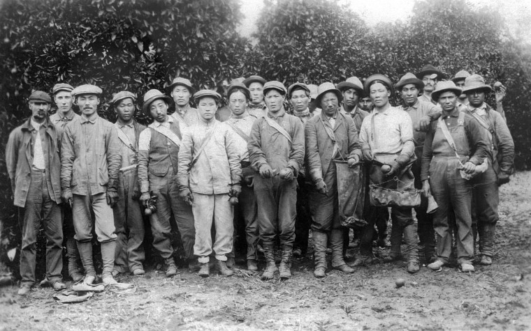 Ahn Chang Ho, Kap Suk Cho, and other workers at a Riverside orange orchard in the early 1900s.