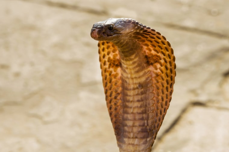 Portrait of a cobra dancing at the holy river Ganges at