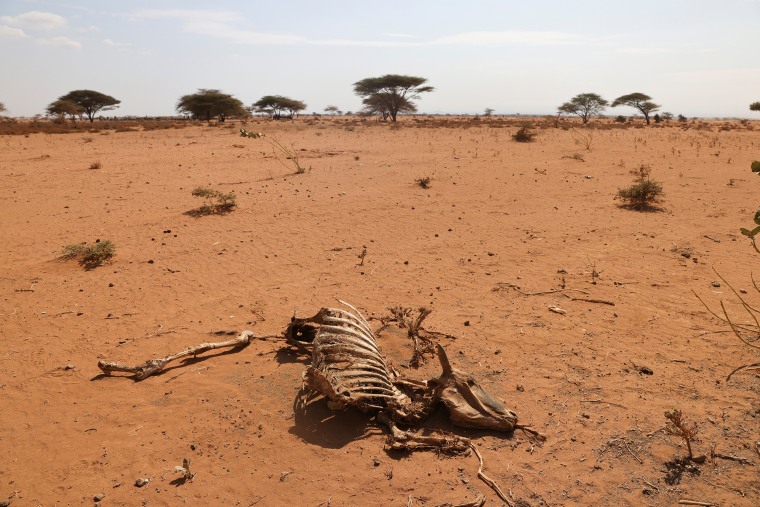 The carcass of a caw who died due to an ongoing drought is seen near the town of Kargi, Marsabit county