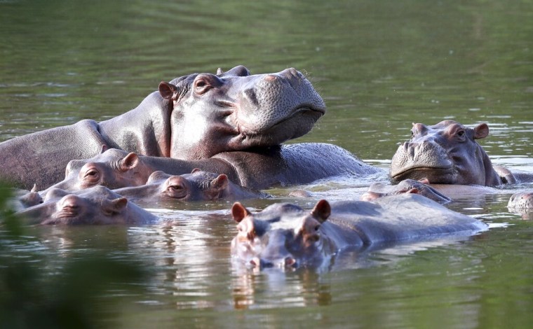 Hipopótamos nadan en el lago del parque temático de la Hacienda Nápoles