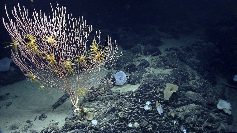 Corales del monte submarino Mytilus frente a la costa de Nueva Inglaterra en el Océano Atlántico Norte, en una imagen tomada en 2013.