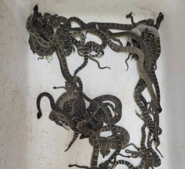 Serpientes de cascabel del Pacífico Norte halladas debajo de una casa en el norte de California